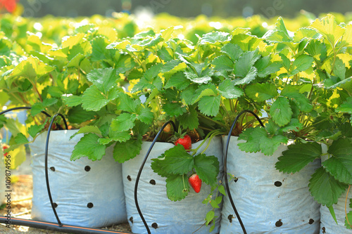 Water saving drip irrigation system being used in strawberry far