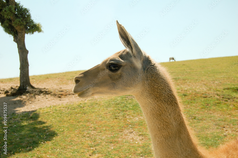 Obraz premium Young llama