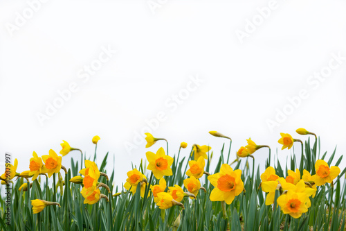 Background of yellow daffodils on white background.