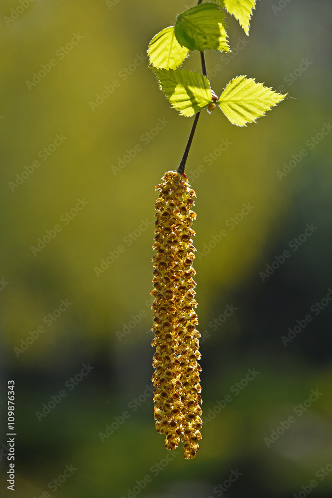 Fresh birch tree buds and leaves over green Fresh birch tree buds and leaves over green