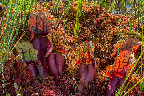 Pitcher plants (Sarracenia purpurea) embedded in sphagnum (peat) moss in an acid bog in northern Wisconsin. photo
