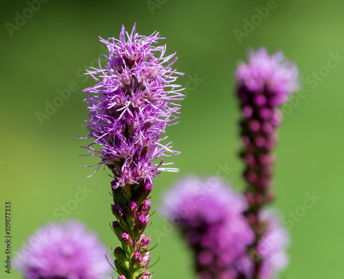 Prairie blazing star flower cluster (Liatris pycnostachya) isolated againt green background. photo