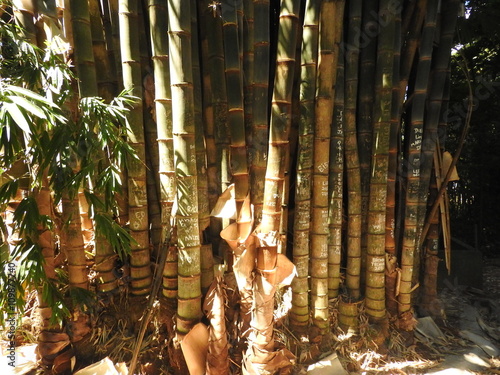 Moita de bambu com o sol da manhã iluminando uma parte dos bambus photo