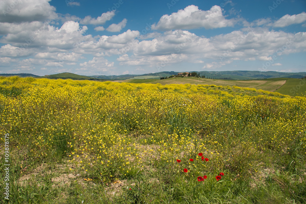Hill with yellow wild flowers