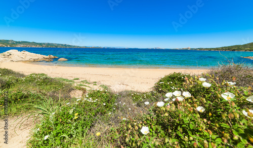 white flowers in Cala dei Ginepri