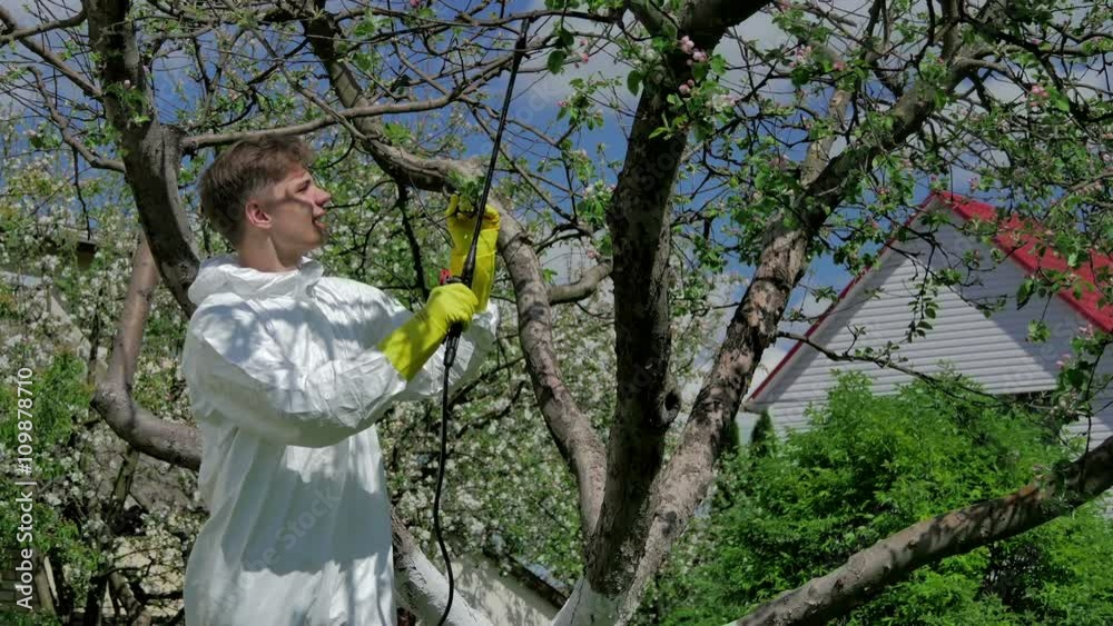 Man spraying trees from pests Man spraying trees from pests