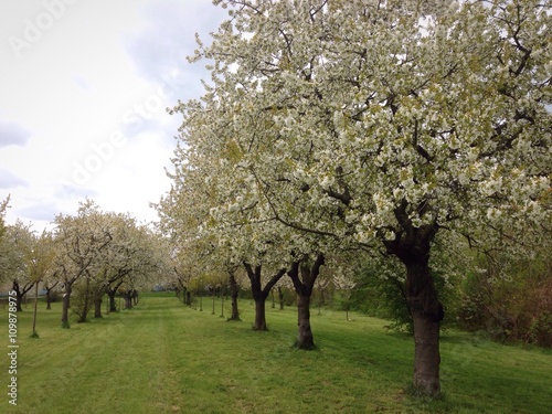 Cherry trees in bloom