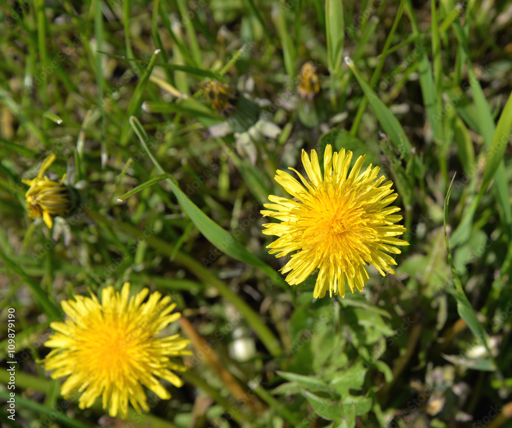 Löwenzahn Blüte (3) Löwenzahn Blüte (3)