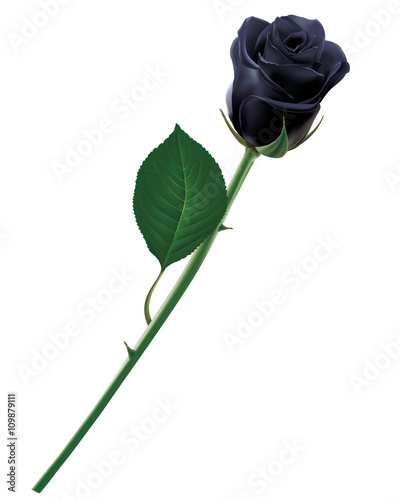 Black rose isolated. Realistic vector illustration