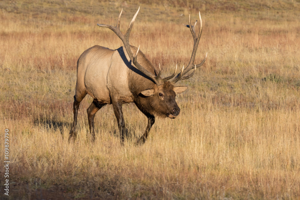 Bull Elk in Meadow Bull Elk in Meadow