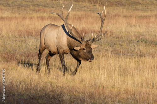 Bull Elk in Meadow