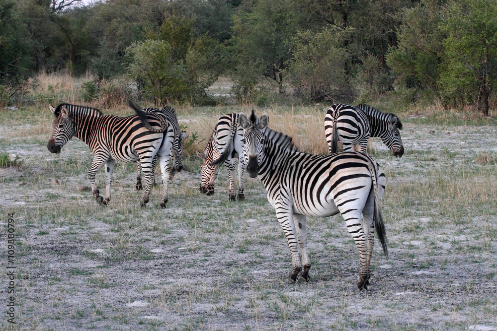Obraz premium Plains zebra, Equus quagga, Hwange National Park, Zimbabwe