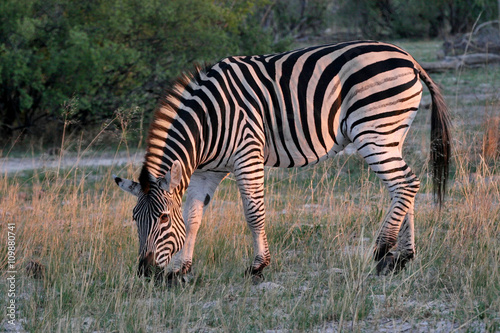Plains zebra  Equus quagga  Hwange National Park  Zimbabwe