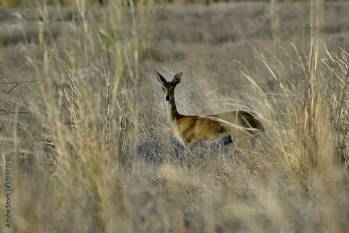 Fototapeta Naklejka Na Ścianę i Meble -  Steenbok, Raphicerus campestris ,Gorongosa National Park, Mozambique