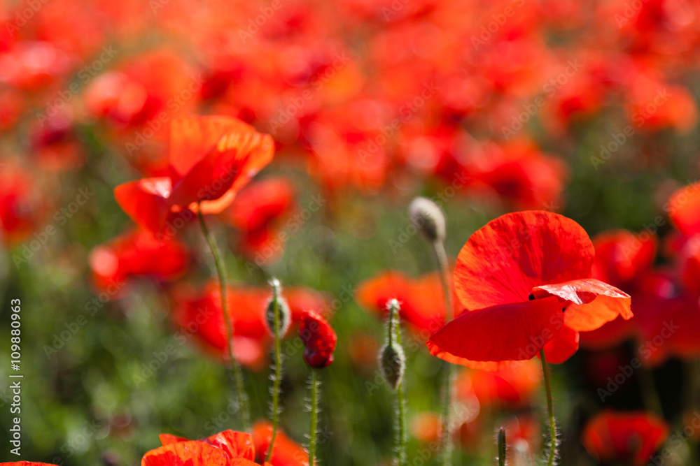 Fototapeta premium Poppy flower