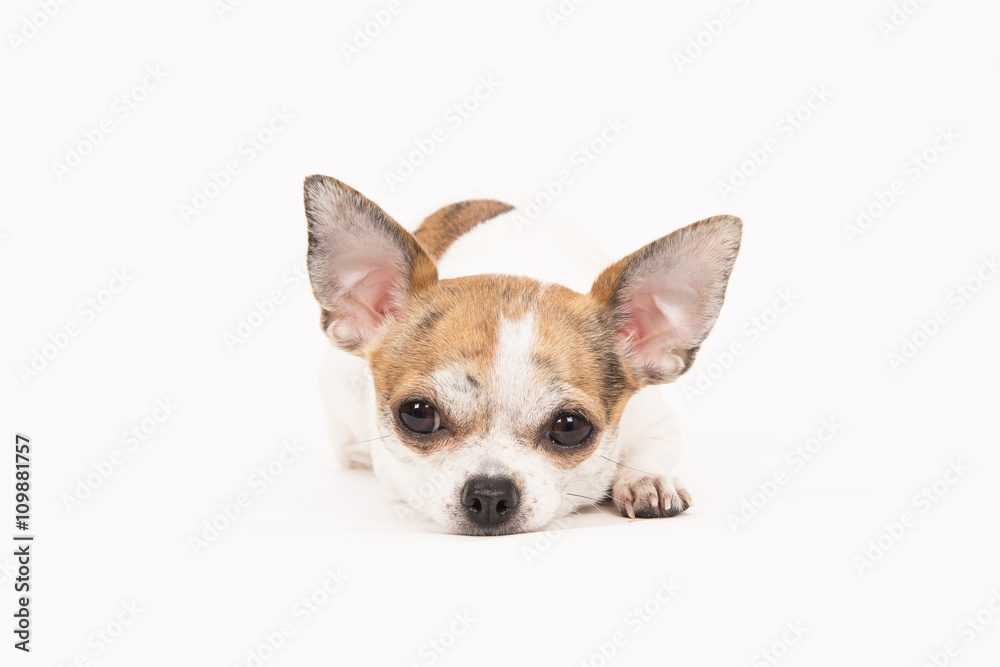 Chihuahua lying down