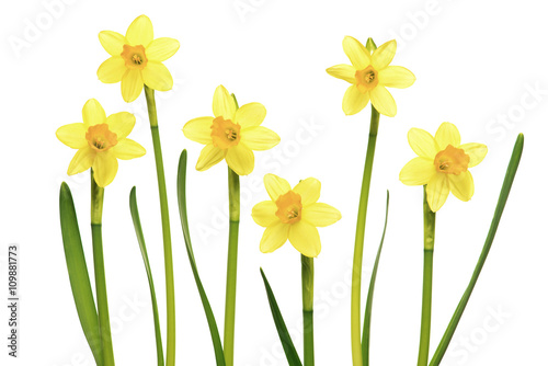 Daffodils on a white background