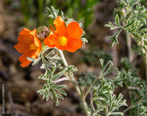 Scarlet Globemallow Blooming in the High Desert