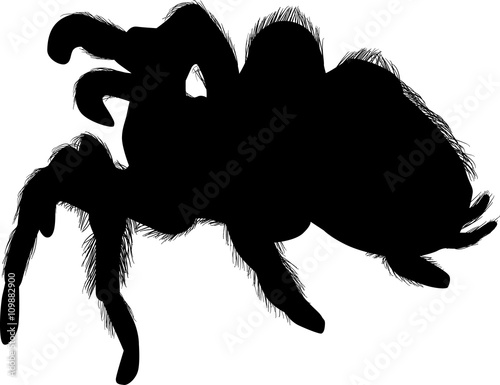 large hairy spider silhouette on white