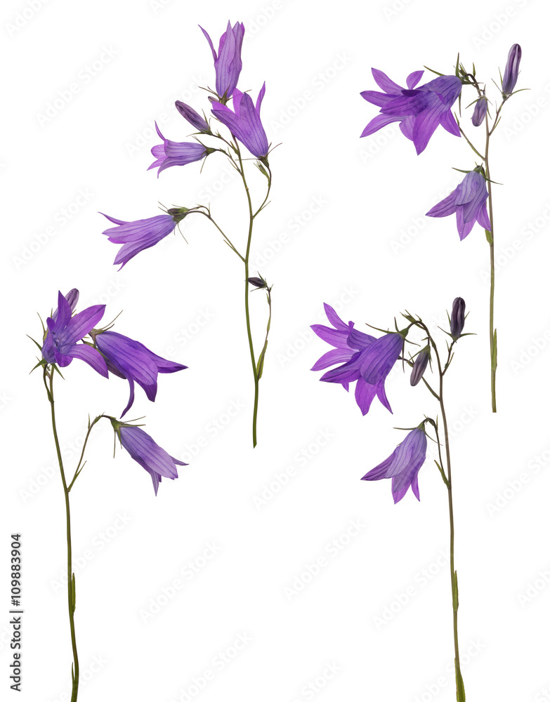four isolated Spreading bellflowers