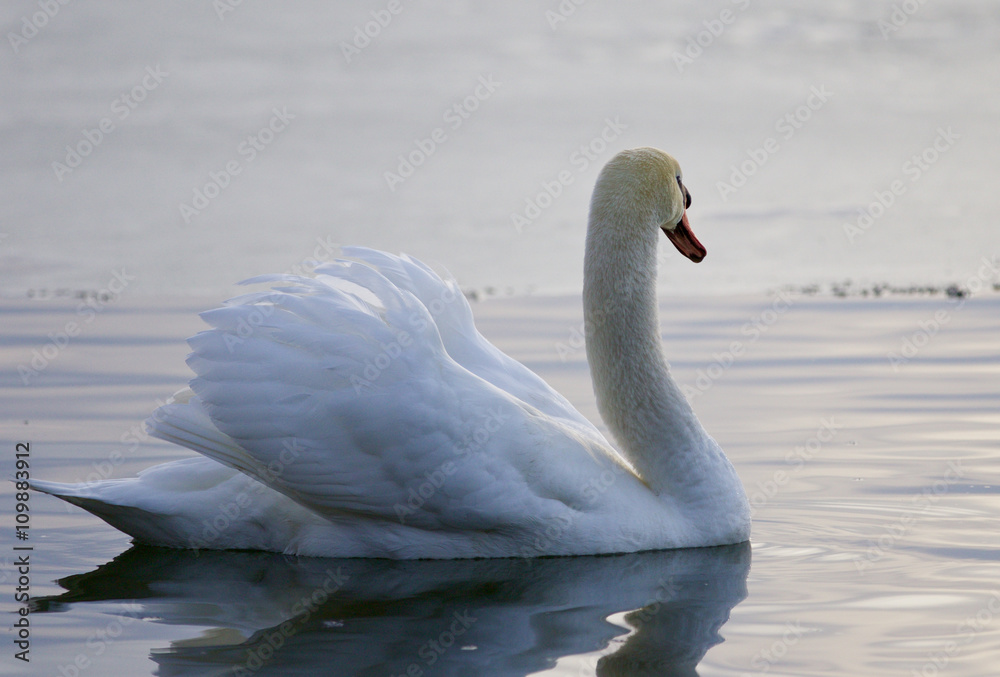 Fototapeta premium Beautiful background with a swan swimming in the lake