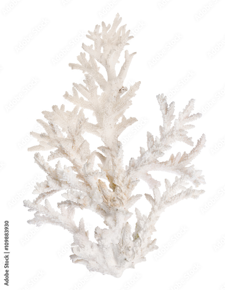 large light coral branch isolated on white Stock Photo