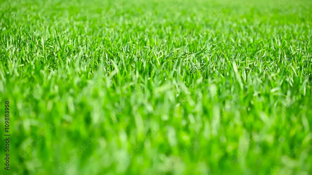 A field of green wheat growing in spring
