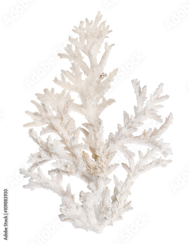 Valokuvatapetti large light coral branch isolated on white