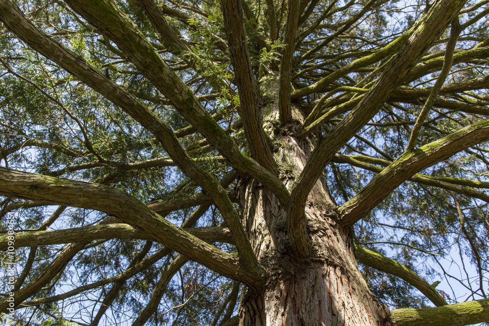 cypress tree trunk with branches in afternoon sun cypress tree trunk with branches in afternoon sun