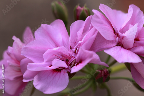 Fototapeta Naklejka Na Ścianę i Meble -  Pink geranium flowers