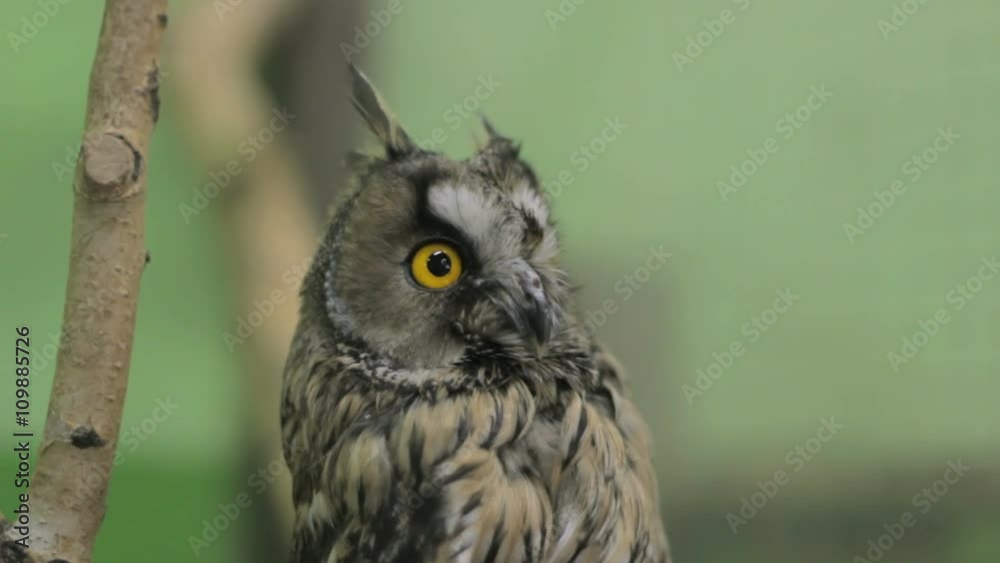 Close-up of an owl looking at the camera and around, green key 2 Close-up of an owl looking at the camera and around, green key 2