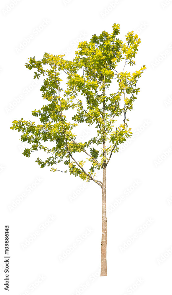 young green isolated oak