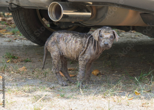 baby mangy dog hide under car and look to me