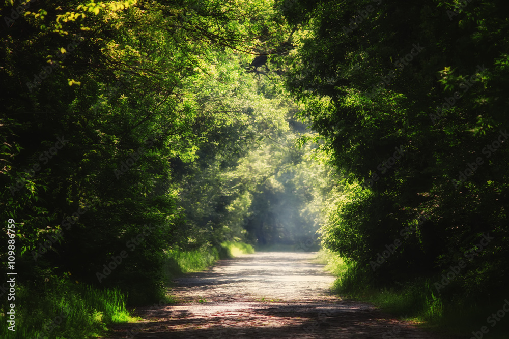 Obraz premium Summer natural background, landscape with stone blocks road and