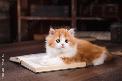 Fotografia Kitten scottish fold breed