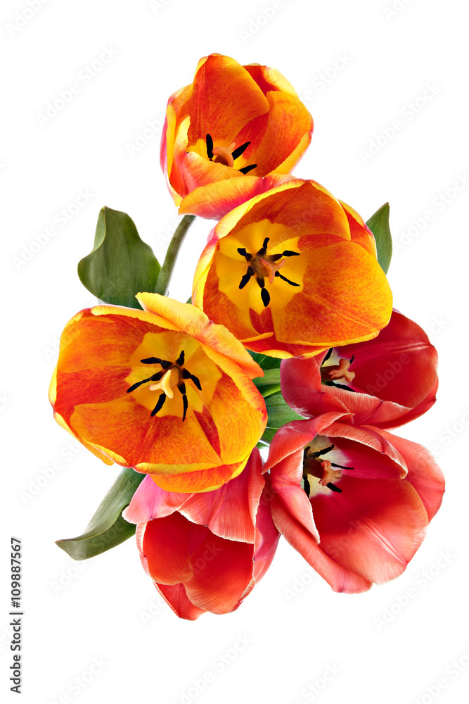 Tulips Tulips