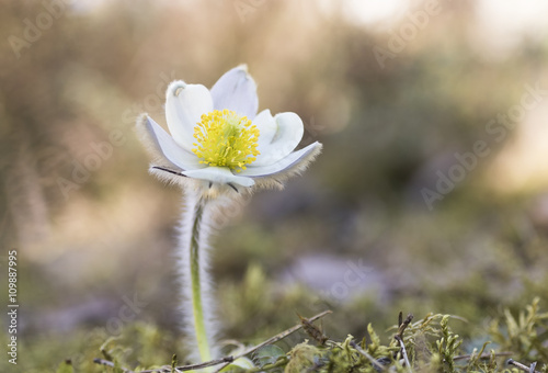 Single Pulsatilla vernalis photo