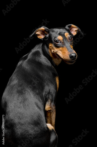 Portrait of cute mix breed dog
