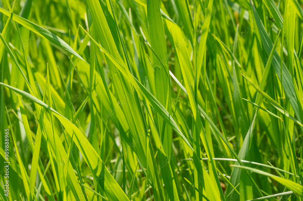 Blades of fresh grass close-up at spring season Blades of fresh grass close-up at spring season