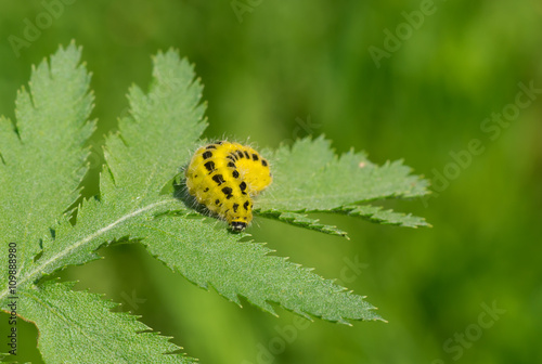 Slika na platnu Zygaenidae moths caterpillar is ready to gobble all the rowan-tree leaf