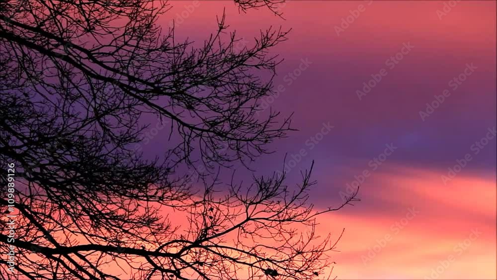 branches in winter against red clouds, landscape
branches in winter against red clouds, landscape