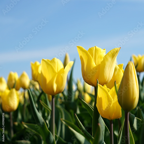 gelbe Tulpen auf einem Feld im Fr  hling