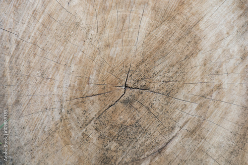 Tree stump texture with cracks