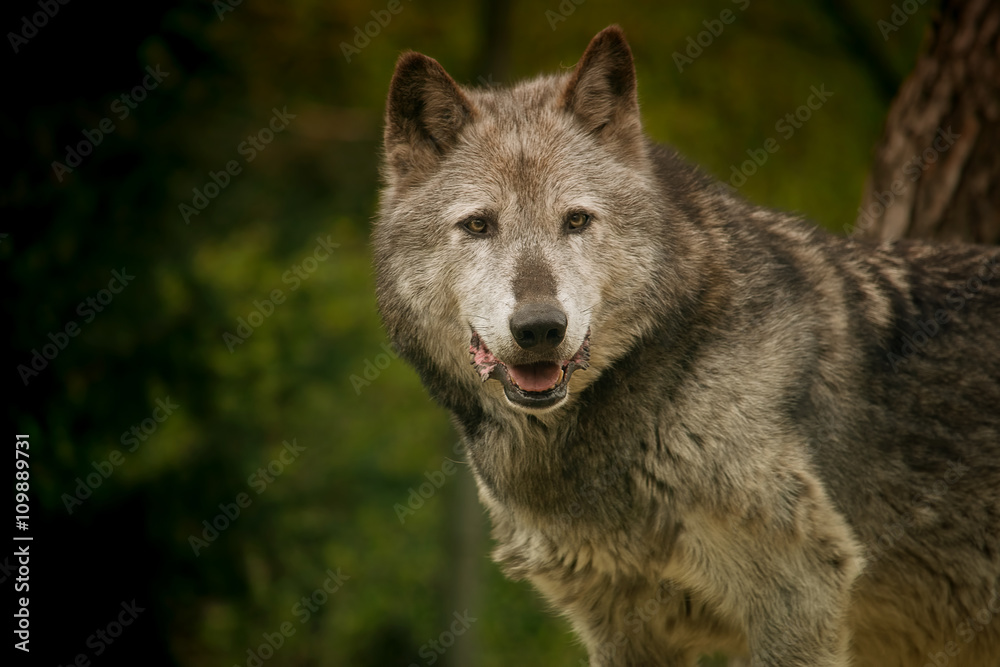 Grey wolf portrait