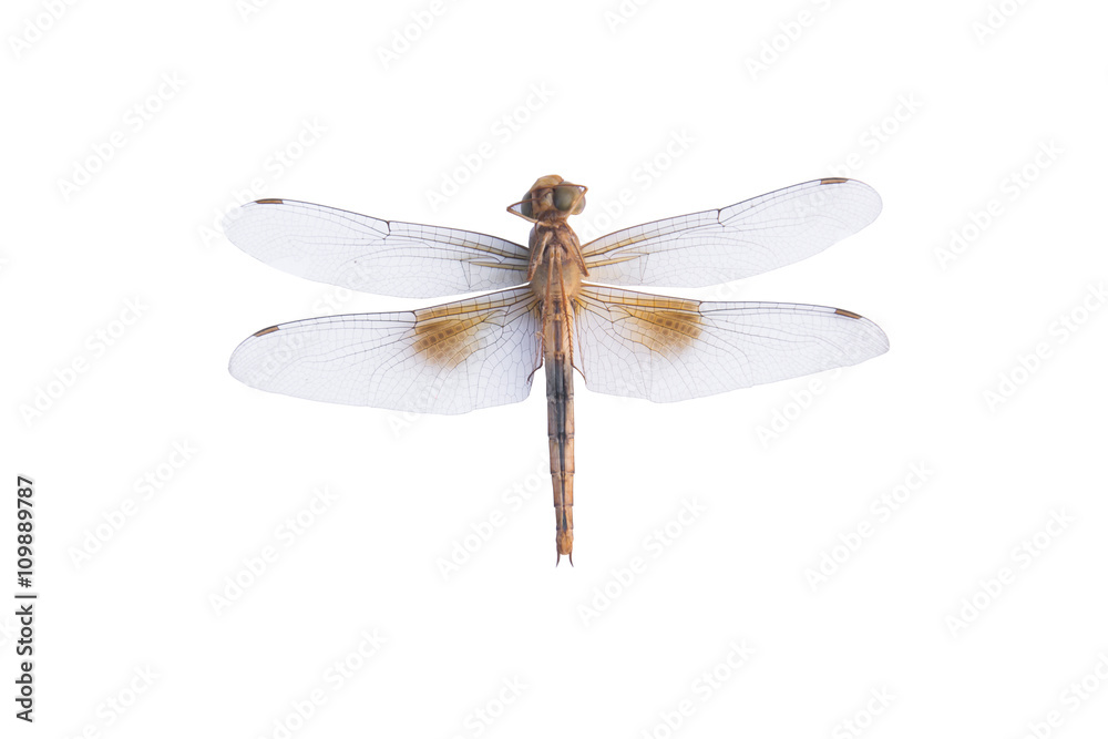 Dragonfly on a white background Dragonfly on a white background