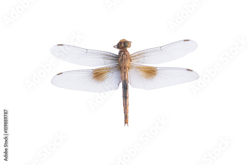 Dragonfly on a white background © Achira22