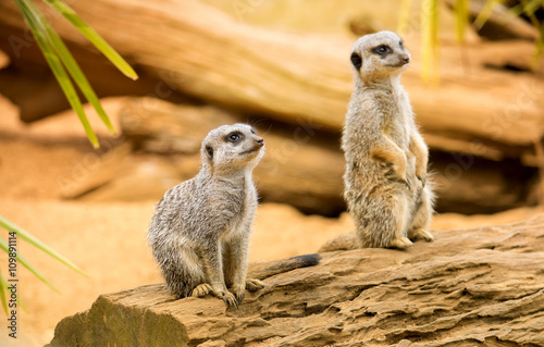 Murais de parede Cute meerkats on a wooden log