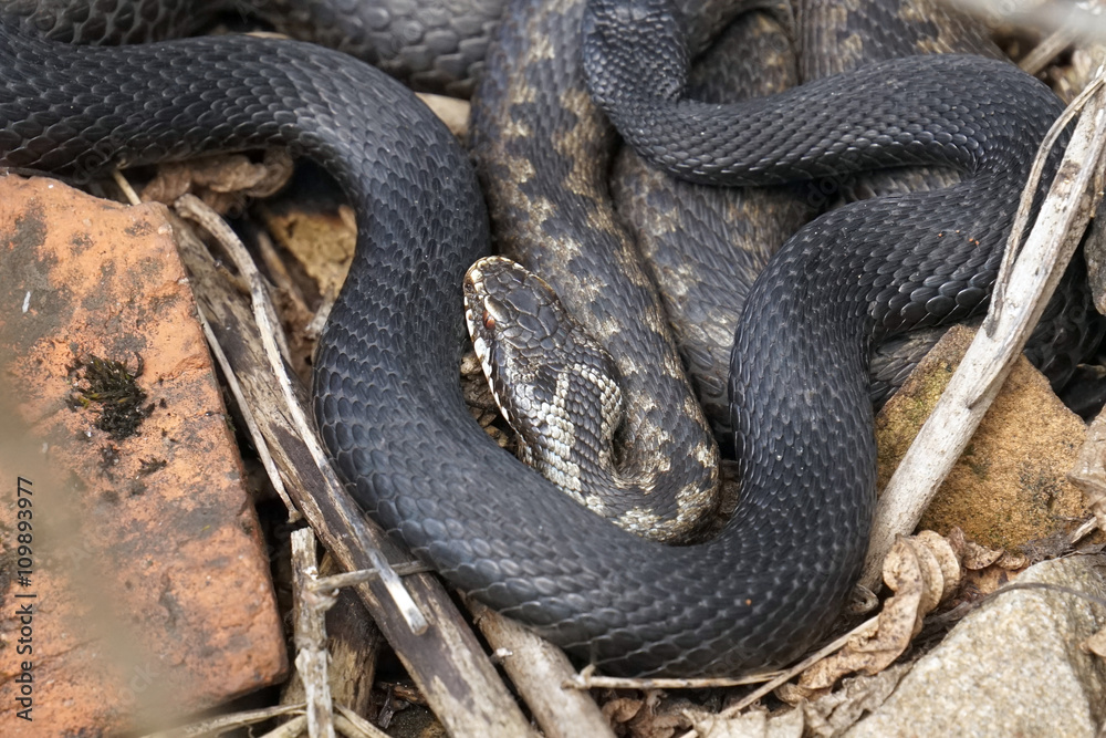 viper viper