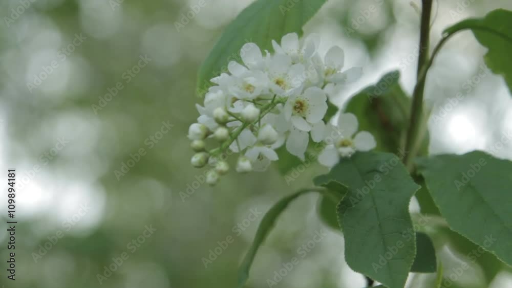 close up shot of a white bird-cherry flower close up shot of a white bird-cherry flower