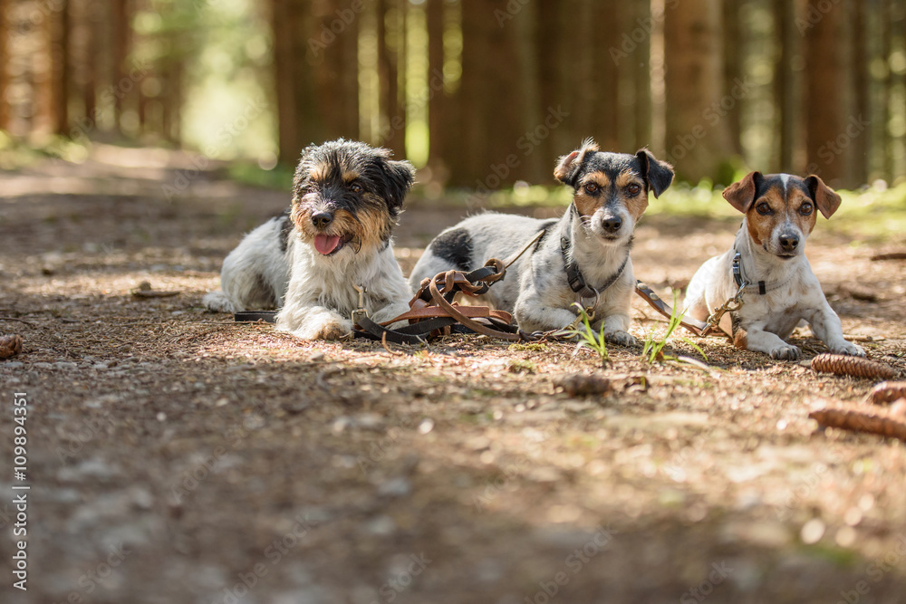 Drei gehorsame Hunde im Wald - Jack Russell Terrier